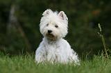 WESTIE 280